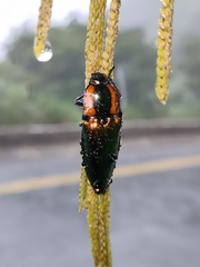 Campsosternus watanabei