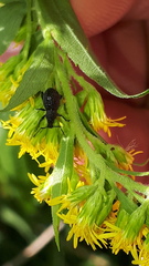 Otiorhynchus pinastri