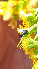 Otiorhynchus pinastri