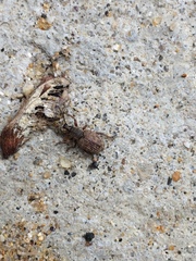 Otiorhynchus singularis