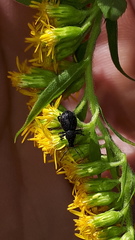 Otiorhynchus pinastri