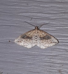 Orthonama evansi