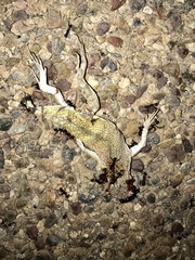 Callisaurus draconoides ventralis