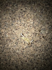 Callisaurus draconoides ventralis