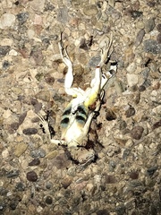 Callisaurus draconoides ventralis