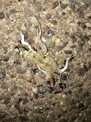 Callisaurus draconoides ventralis