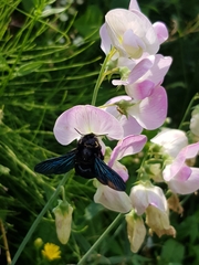 Xylocopa violacea