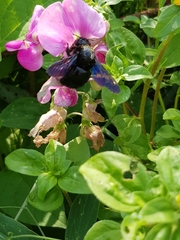 Xylocopa violacea