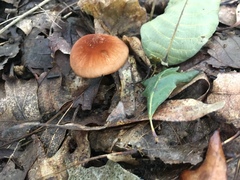 Lactarius subserifluus