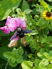 Xylocopa violacea