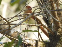 Casiornis rufus