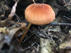 Lactarius subserifluus