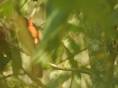 Casiornis rufus
