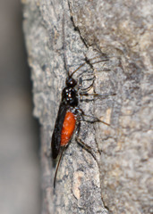 Braconinae