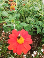 Tithonia rotundifolia