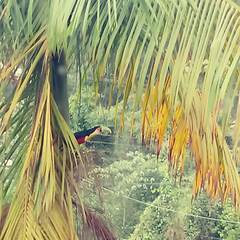 Ramphastos dicolorus