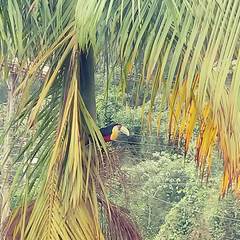 Ramphastos dicolorus