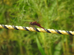 Crocothemis servilia