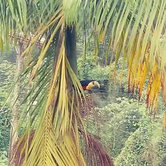 Ramphastos dicolorus