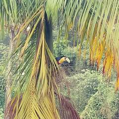 Ramphastos dicolorus