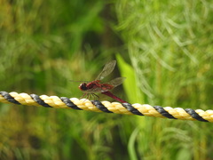 Crocothemis servilia