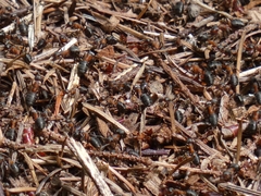 Formica polyctena × rufa