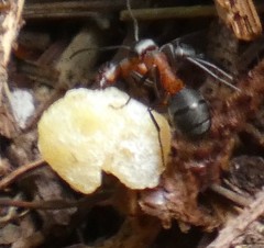 Formica polyctena × rufa