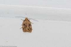 Agonopterix canadensis