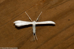 Hellinsia homodactylus