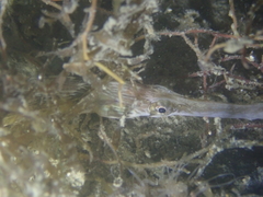 Syngnathus acus