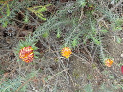 Oedera capensis