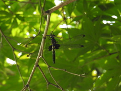 Pseudothemis zonata