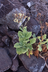 Nicotiana stocktonii