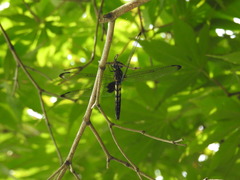 Pseudothemis zonata