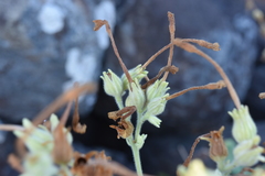 Nicotiana stocktonii