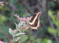 Heraclides ornythion