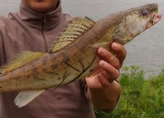 Sander lucioperca