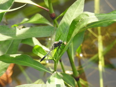 Orthetrum albistylum speciosum