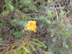 Oedera capensis