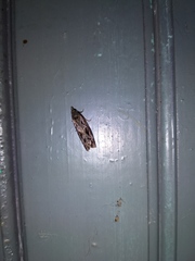 Endothenia quadrimaculana