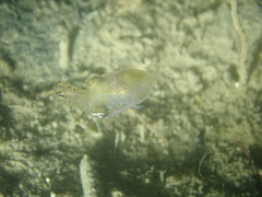 Sepiolidae