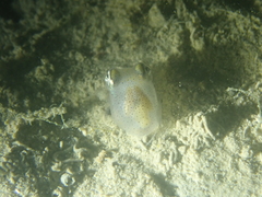 Sepiolidae