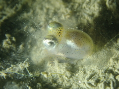 Sepiolidae