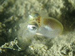Sepiolidae