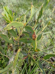 Acacia rostellifera