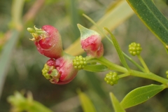 Acacia rostellifera