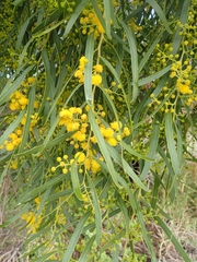 Acacia rostellifera