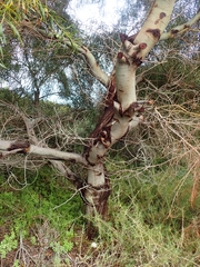 Acacia rostellifera