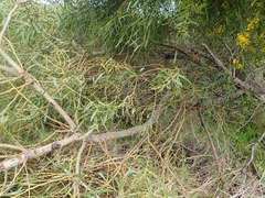 Acacia rostellifera