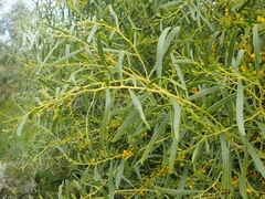 Acacia rostellifera